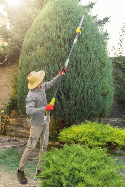 Professional Tree Care Services in Frazee, MN